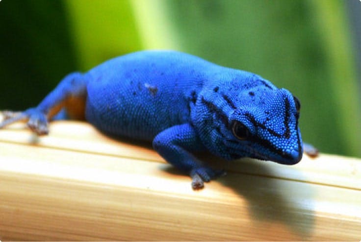 A gecko.