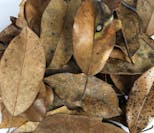 Preview image 7 for Magnolia Leaf Litter (1 Gallon) by Josh's Frogs