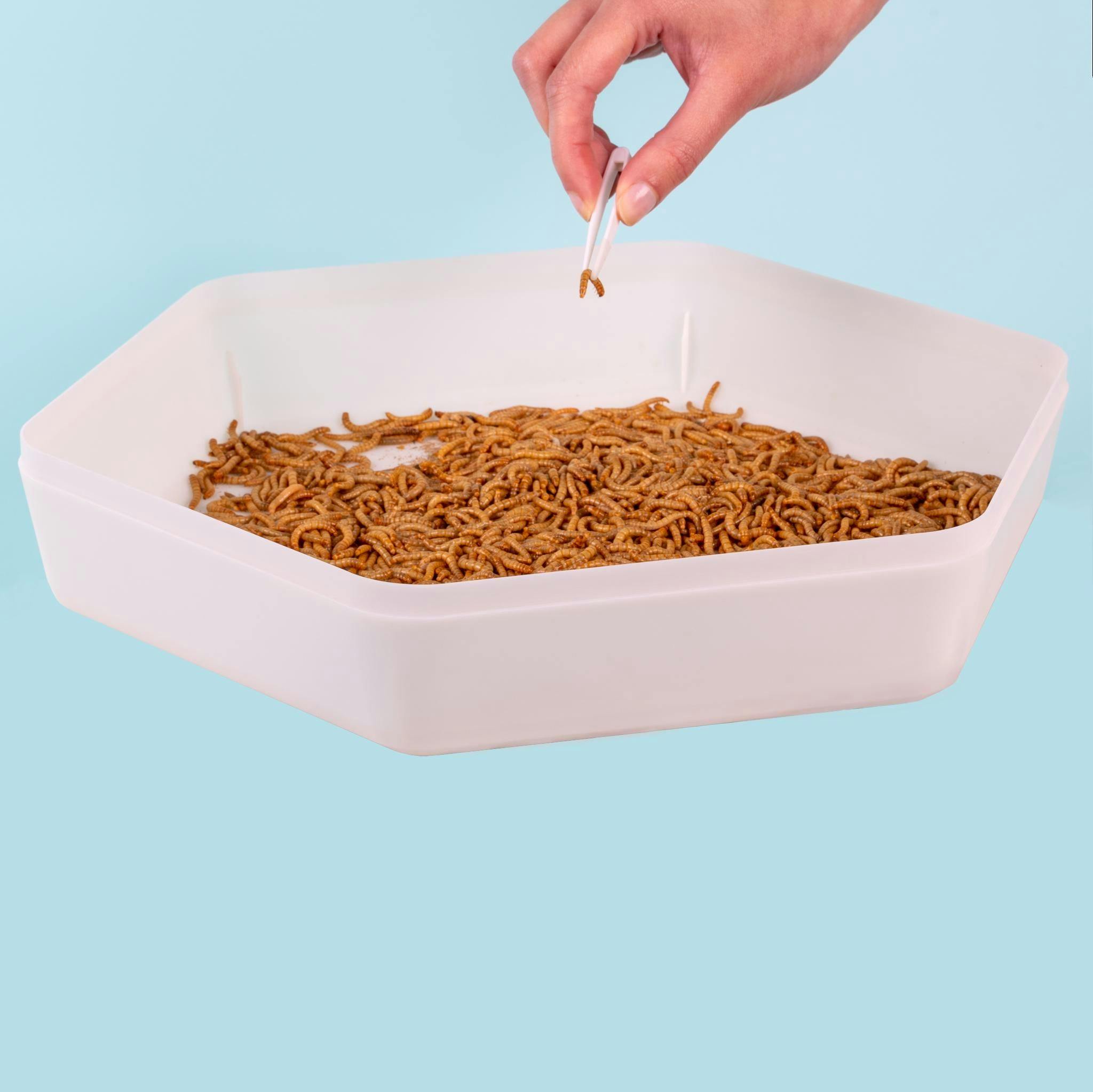Image 1 for Mealworm Storage Tray (Beetle Tray Not Included) by The Bug Factory