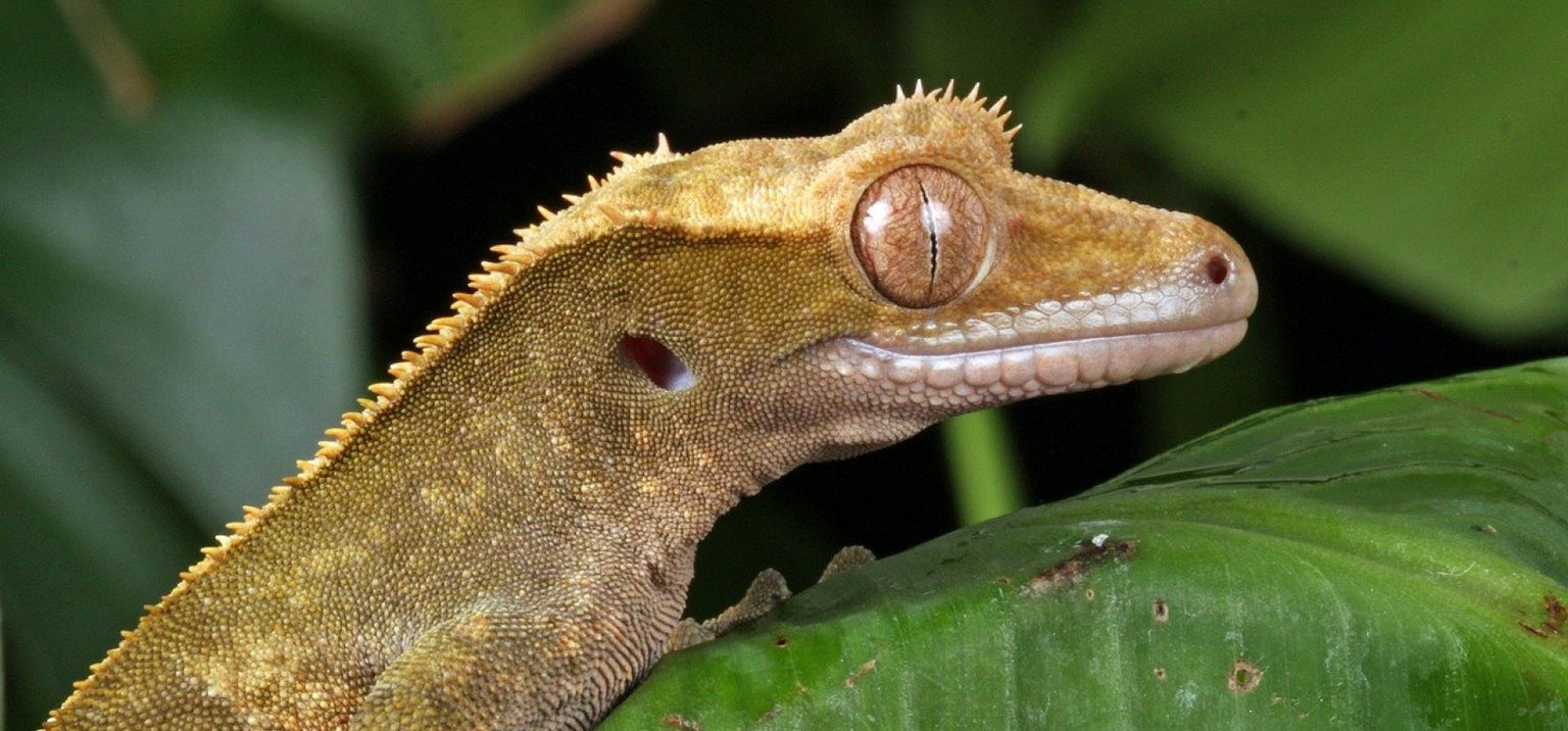 How Crested Geckos Look