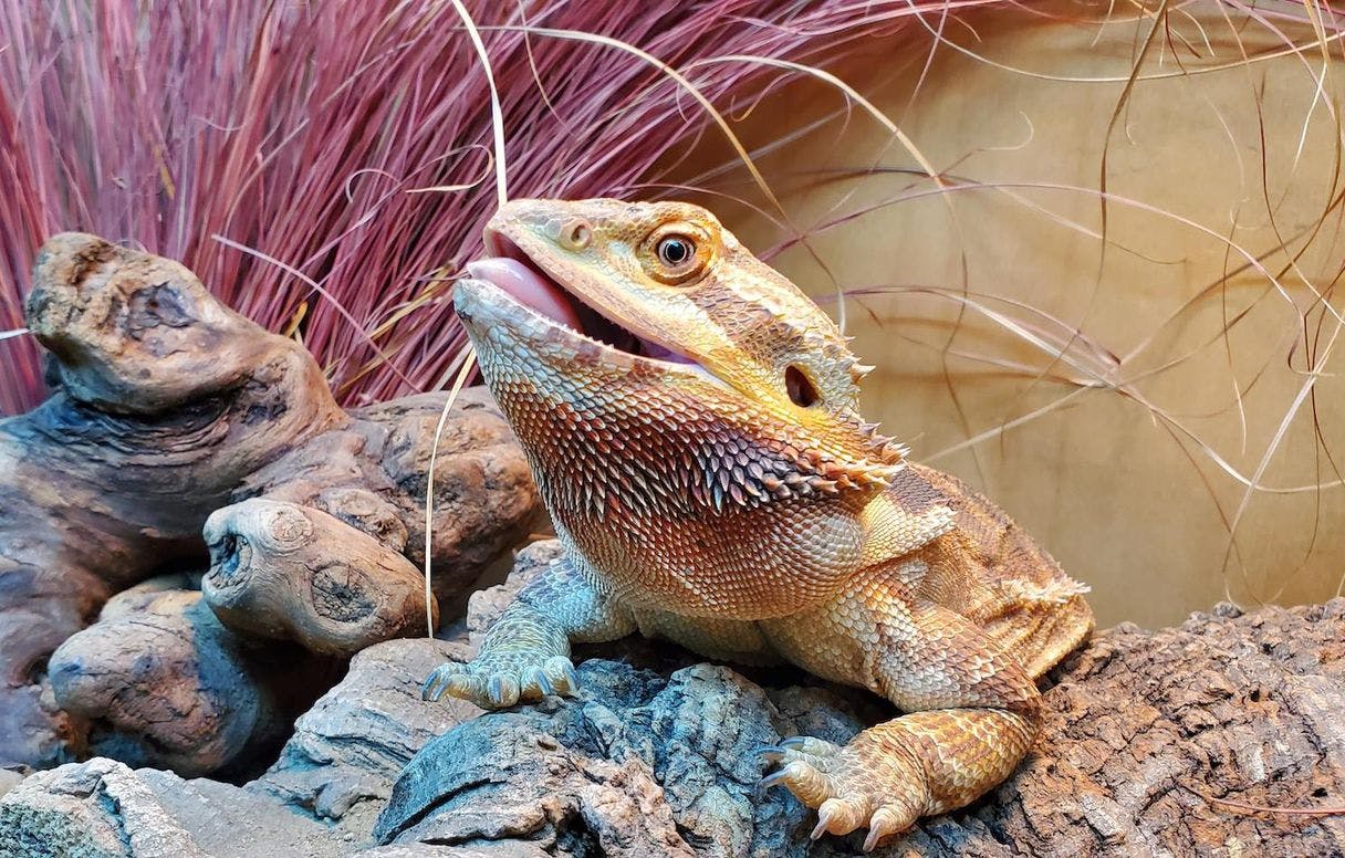 Cover image of Bearded Dragon Deluxe Buying Guide