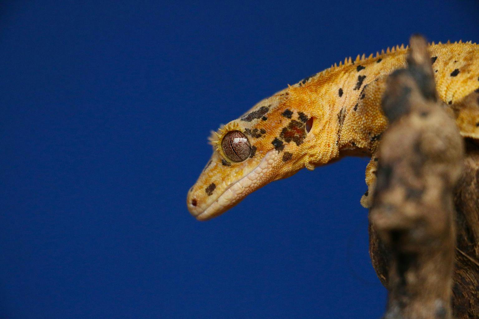 Crested geckos do best when fed an appropriate commercial diet, supplemented by feeder insects.