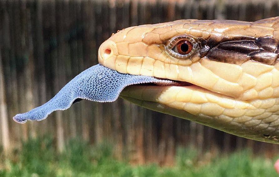 Cover image of Indonesian Blue Tongue Skink Starter Buying Guide